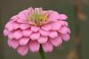 <img100*0:stuff/z/73640/Pink%2520Flower%2520Reference/i1265000876_11.jpg>