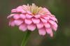 <img100*0:stuff/z/73640/Pink%2520Flower%2520Reference/i1265000876_12.jpg>