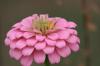 <img100*0:stuff/z/73640/Pink%2520Flower%2520Reference/i1265000876_13.jpg>