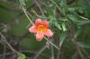 <img100*0:stuff/z/73640/Pink%2520Flower%2520Reference/i1265000876_4.jpg>