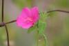 <img100*0:stuff/z/73640/Pink%2520Flower%2520Reference/i1265000876_5.jpg>