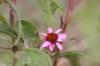 <img100*0:stuff/z/73640/Pink%2520Flower%2520Reference/i1265000876_6.jpg>