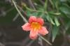 <img100*0:stuff/z/73640/Pink%2520Flower%2520Reference/i1265000876_7.jpg>
