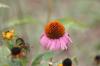 <img100*0:stuff/z/73640/Pink%2520Flower%2520Reference/i1265000876_8.jpg>
