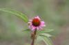 <img100*0:stuff/z/73640/Pink%2520Flower%2520Reference/i1265000876_9.jpg>