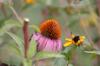 <img100*0:stuff/z/73640/Pink%2520Flower%2520Reference/i1265000877_14.jpg>