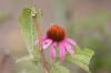 <img100*0:stuff/z/73640/Pink%2520Flower%2520Reference/i1265000877_15.jpg>