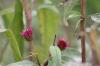 <img100*0:stuff/z/73640/Pink%2520Flower%2520Reference/i1265000877_16.jpg>