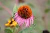 <img100*0:stuff/z/73640/Pink%2520Flower%2520Reference/i1265000877_17.jpg>