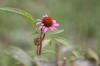 <img100*0:stuff/z/73640/Pink%2520Flower%2520Reference/i1265000877_18.jpg>