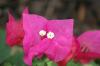 <img100*0:stuff/z/73640/Pink%2520Flower%2520Reference/i1265001737_1.jpg>