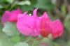 <img100*0:stuff/z/73640/Pink%2520Flower%2520Reference/i1265001737_2.jpg>