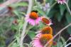 <img100*0:stuff/z/73640/Pink%2520Flower%2520Reference/i1265001737_3.jpg>