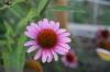 <img100*0:stuff/z/73640/Pink%2520Flower%2520Reference/i1265001737_4.jpg>