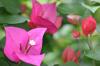 <img100*0:stuff/z/73640/Pink%2520Flower%2520Reference/i1265001737_5.jpg>