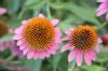 <img100*0:stuff/z/73640/Pink%2520Flower%2520Reference/i1265001738_10.jpg>