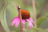 <img100*0:stuff/z/73640/Pink%2520Flower%2520Reference/i1265001738_11.jpg>