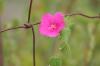 <img100*0:stuff/z/73640/Pink%2520Flower%2520Reference/i1265001738_13.jpg>