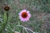 <img100*0:stuff/z/73640/Pink%2520Flower%2520Reference/i1265001738_14.jpg>