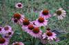 <img100*0:stuff/z/73640/Pink%2520Flower%2520Reference/i1265001738_15.jpg>