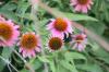 <img100*0:stuff/z/73640/Pink%2520Flower%2520Reference/i1265001738_6.jpg>
