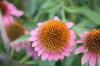 <img100*0:stuff/z/73640/Pink%2520Flower%2520Reference/i1265001738_7.jpg>