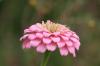 <img100*0:stuff/z/73640/Pink%2520Flower%2520Reference/i1265001738_8.jpg>