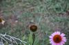 <img100*0:stuff/z/73640/Pink%2520Flower%2520Reference/i1265001738_9.jpg>