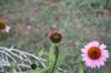 <img100*0:stuff/z/73640/Pink%2520Flower%2520Reference/i1265001739_16.jpg>