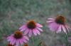 <img100*0:stuff/z/73640/Pink%2520Flower%2520Reference/i1265001739_17.jpg>