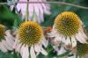 <img100*0:stuff/z/73640/Pink%2520Flower%2520Reference/i1265002523_1.jpg>