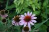 <img100*0:stuff/z/73640/Pink%2520Flower%2520Reference/i1265002523_2.jpg>