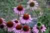 <img100*0:stuff/z/73640/Pink%2520Flower%2520Reference/i1265002523_3.jpg>