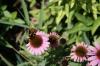 <img100*0:stuff/z/73640/Pink%2520Flower%2520Reference/i1265002523_4.jpg>