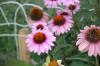 <img100*0:stuff/z/73640/Pink%2520Flower%2520Reference/i1265002523_5.jpg>