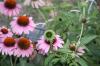 <img100*0:stuff/z/73640/Pink%2520Flower%2520Reference/i1265002523_6.jpg>