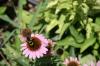 <img100*0:stuff/z/73640/Pink%2520Flower%2520Reference/i1265002524_10.jpg>