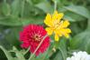 <img100*0:stuff/z/73640/Pink%2520Flower%2520Reference/i1265002524_11.jpg>