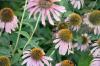 <img100*0:stuff/z/73640/Pink%2520Flower%2520Reference/i1265002524_12.jpg>