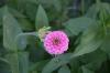 <img100*0:stuff/z/73640/Pink%2520Flower%2520Reference/i1265002524_13.jpg>