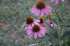 <img100*0:stuff/z/73640/Pink%2520Flower%2520Reference/i1265002524_14.jpg>