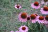 <img100*0:stuff/z/73640/Pink%2520Flower%2520Reference/i1265002524_15.jpg>