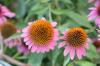 <img100*0:stuff/z/73640/Pink%2520Flower%2520Reference/i1265002524_16.jpg>