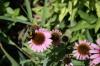 <img100*0:stuff/z/73640/Pink%2520Flower%2520Reference/i1265002524_7.jpg>
