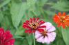 <img100*0:stuff/z/73640/Pink%2520Flower%2520Reference/i1265002524_8.jpg>