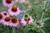 <img100*0:stuff/z/73640/Pink%2520Flower%2520Reference/i1265002524_9.jpg>