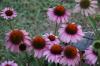 <img100*0:stuff/z/73640/Pink%2520Flower%2520Reference/i1265002525_17.jpg>