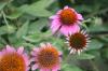 <img100*0:stuff/z/73640/Pink%2520Flower%2520Reference/i1265002525_18.jpg>