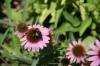 <img100*0:stuff/z/73640/Pink%2520Flower%2520Reference/i1265003639_1.jpg>