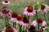 <img100*0:stuff/z/73640/Pink%2520Flower%2520Reference/i1265003639_2.jpg>